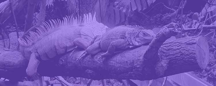 two iguanas are sitting on a log watching the visitors come and go in a purple overlay