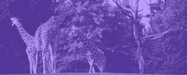 3 giraffes wondering around the park enjoying their day with a purple overlay